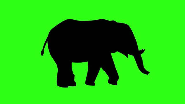 animated sillhouettee of elephant movement isolated green