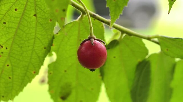 A single round jamaican cherry hanging from a branch