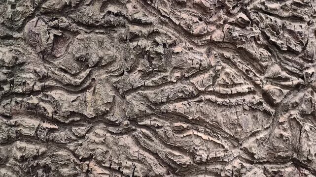 A close-up texture shot of rough tree bark