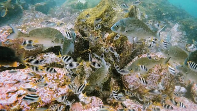 Slow motion video of blue groper, bream and mado feeding on sea urchins across a rocky seabed at Shelly Beach, Sydney, Australia.