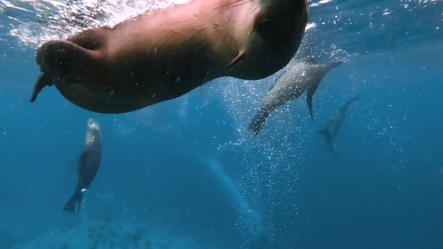 Slow motion video of Australian fur seals swimming and floating through crystal clear deep blue water with drifting air bubbles at Montague Island, Narooma, Australia.