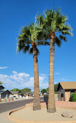 Fototapeta premium Two tall majestic palm trees in a desert landscaped yard on a sunny residential suburban street in Phoenix Arizona under blue sky