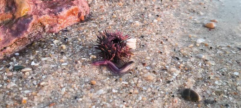A spiky sea urchin and a marine worm rest on wet beach sand during a golden sunset, evoking a raw sense of coastal nature and marine life discovery. Ideal for science concepts. Nobody.