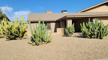 Fototapeta premium Stately Mexican fence-post cacti cluster in a desert-style xeriscape in Phoenix Arizona