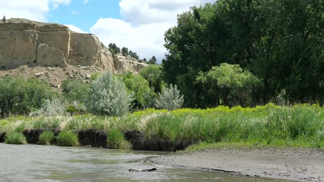 Yellowstone River Flowing Past Wildflower Meadow and Cottonwood Trees in Montana