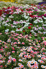 Fototapeta premium Beautiful colorful flower bed blooming in public park garden