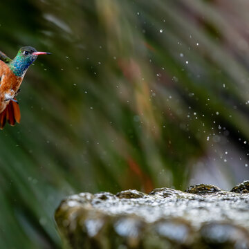 A hummingbird getting a drink of water in Peru