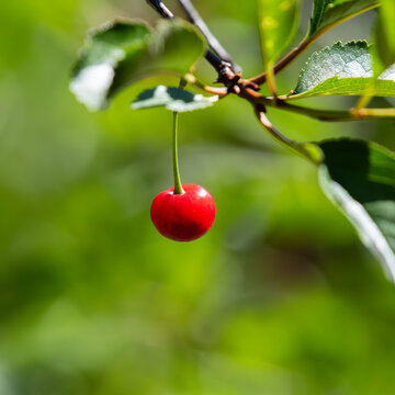 A lone sour cherry