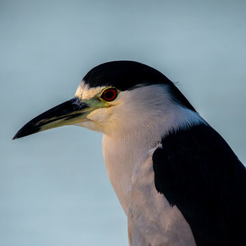 Close-up of the black crowned night heron in Peru
