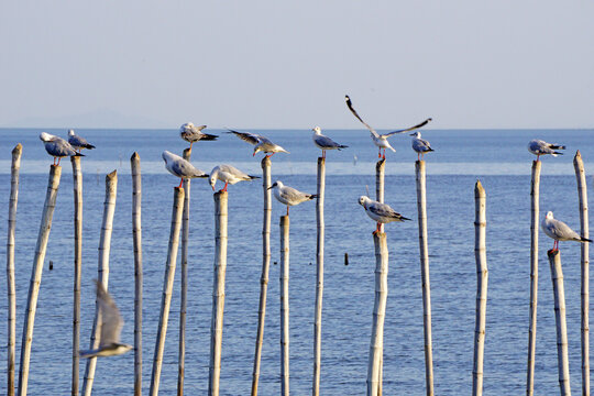 seagull