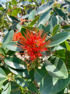 Red penda xanthostemon chrysanthus flower blooming on green bush with small insect
