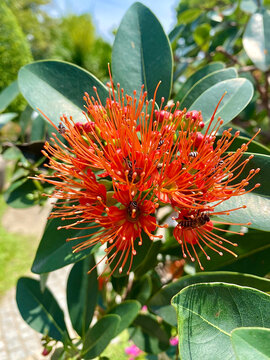 Bright red xanthostemon chrysanthus flower blooming on a bush with bees collecting nectar