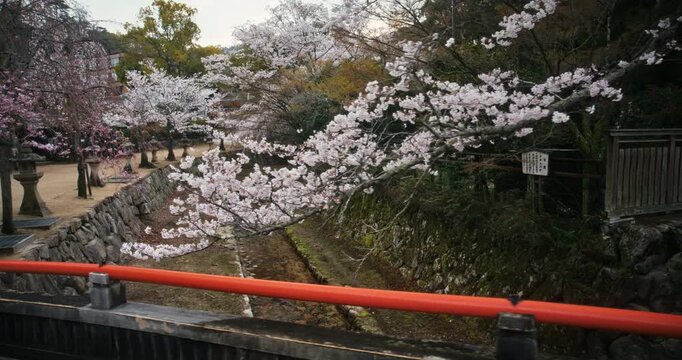 Spring Cherry Blossom Trees Over Stone Canal Near Japanese Shrine - Tracking Shot