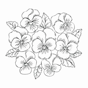Black and white floral design of pansy flowers sketch for coloring page or art project with botanical coloring illustration monochrome blooming decorative wildflower beautiful ornamental