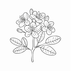 Fototapeta premium Black and white line art small flower cluster illustration with white background hand drawn blooming botanical illustration isolated decoration