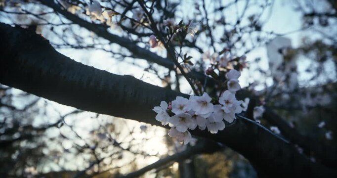 Cherry Blossom Branch Close-Up Against Sky In Hiroshima, Japan - Slow Motion Steady Cam Shot