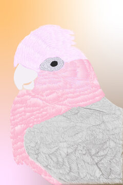 galah port