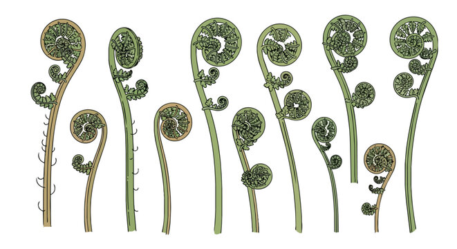 Hand Drawn Botanical Fern Fiddleheads Set, Green Forest Plant Fronds and Spiral Foliage Illustration for Nature Design