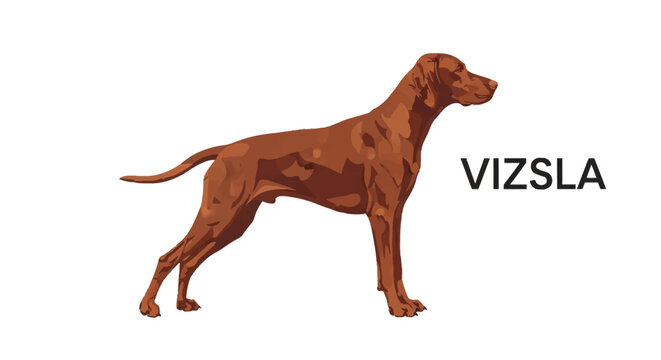 Stylized vector illustration of a Vizsla dog in profile standing view isolated on white background with text. Detailed copper colored canine silhouette with muscular definition.