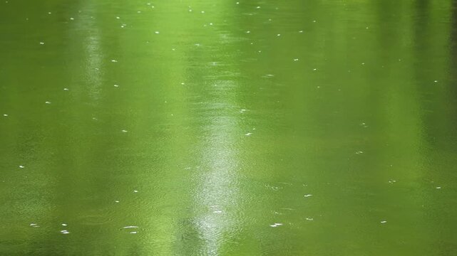 Raindrops falling on the river surface in spring day, countless green water ripples background. 4k slow motion footage, b roll shot, peaceful spring concept.
