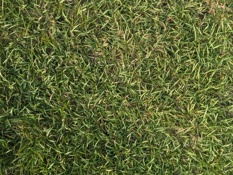 High quality top-down view of a lush green lawn showing detailed texture of fresh grass blades for nature backgrounds and landscaping