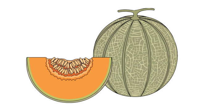 Healthy organic cantaloupe melon vector illustration featuring a whole green fruit and a fresh orange pulp slice.
