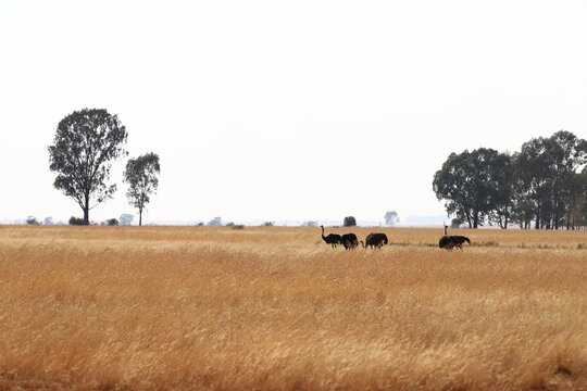 roup of ostriches in the savanna during dry season, Northern Cape route, September 2017