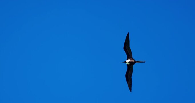 Soaring bird magnificent frigatebird flying in blue sky with copy space