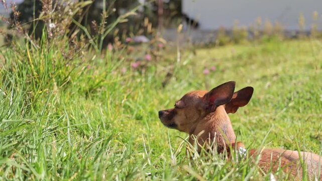 Miniature pinscher dog lying in green grass