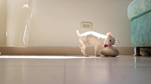 White white pinscher puppy playing with shoe at home