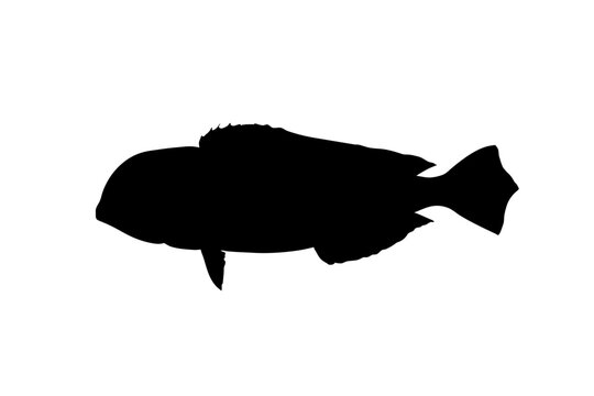 Red Tilefish Silhouette Vector Illustration