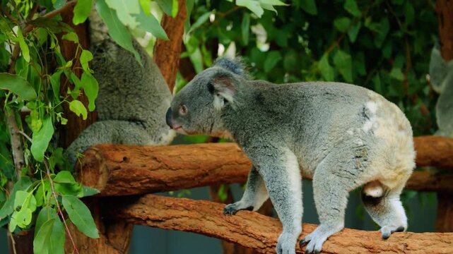 Cute koala bear sitting on tree branch in natural habitat