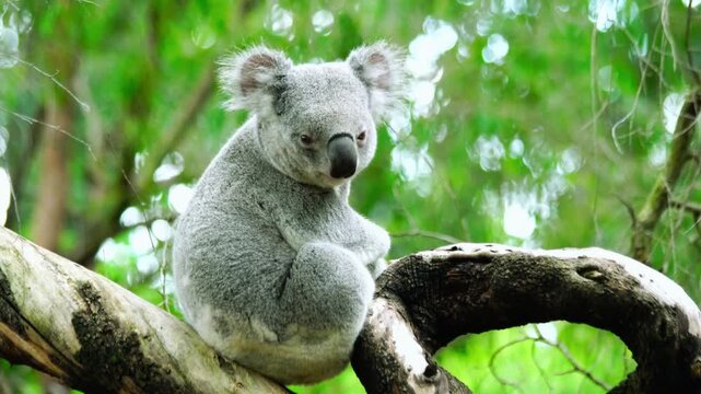 Cute koala sitting calmly on tree branch in lush green forest