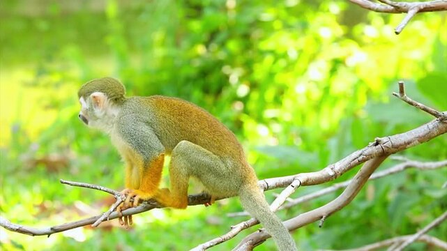 Cute squirrel monkey sitting on tree branch in natural forest setting