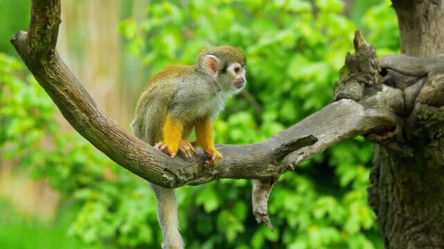 Cute squirrel monkey sitting on tree branch in lush green forest
