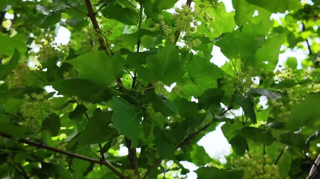 Wild Forest Plant - Tatarian Amur Maple in Spring Blooming - Windy Summer Day - CU Tilt - 4K UHD
