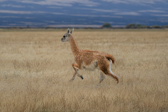 Guanaco on the run