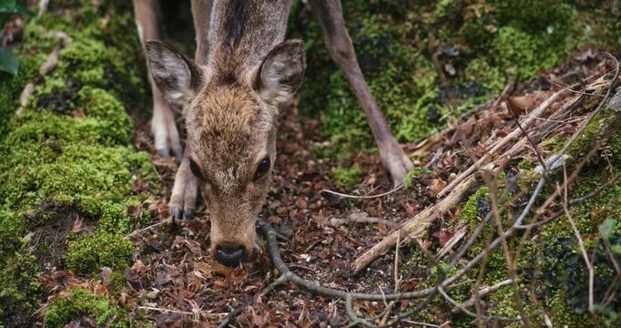 Sika Deer Foraging on Mossy Forest Floor in Japan - Closeup