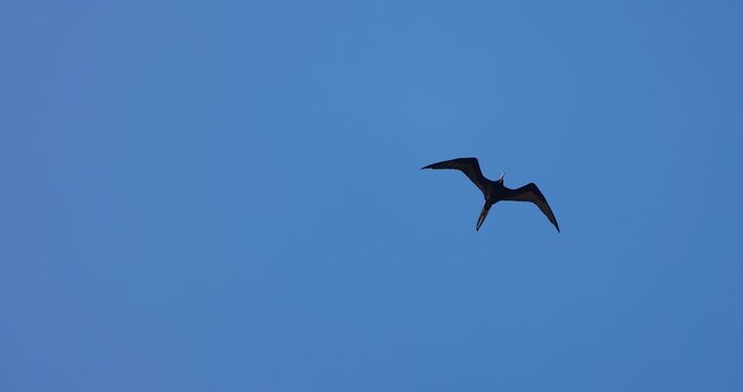 Soaring bird magnificent frigatebird flying in blue sky with copy space