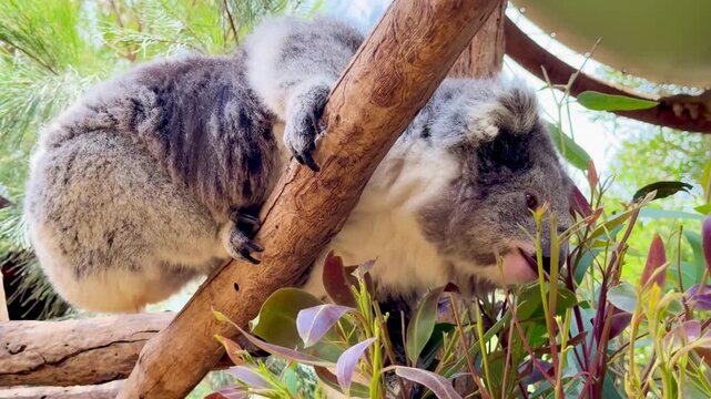 Two koalas climbing and resting on eucalyptus tree branches outdoors