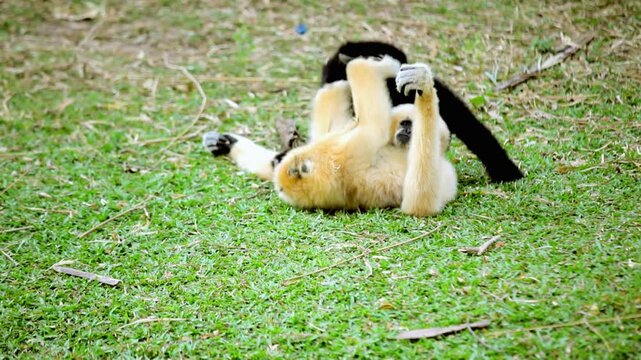 Two monkeys playing and wrestling on grassy outdoor terrain
