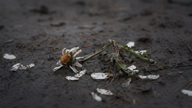 trampled. A trampled wildflower lying crooked on the ground with petals scattered in mud. gardening catalogs, home-decor guides, designed for home decor and floral branding.