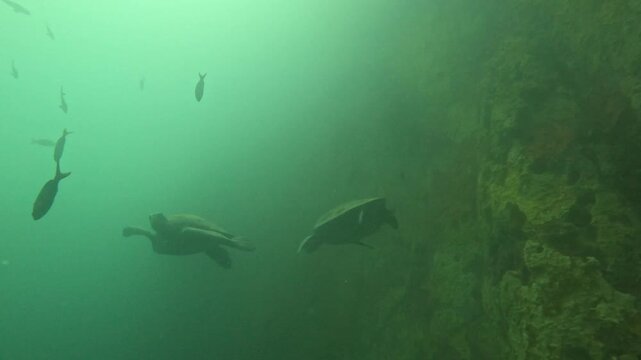 Green sea turtle swimming gracefully underwater in the ocean. Majestic marine turtle gliding close to the camera with scuba divers in background.