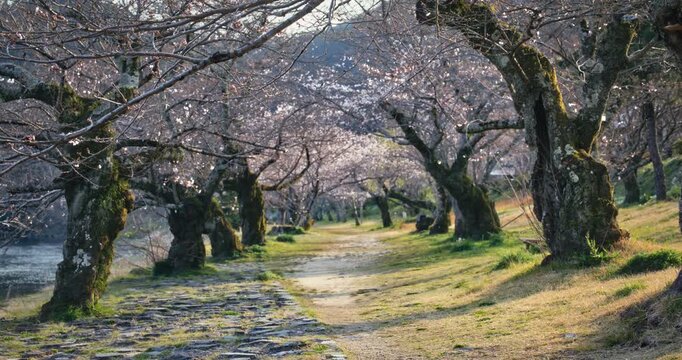 Spring Cherry Blossom Tree Tunnel Along Stone Path In Hiroshima, Japan - Wide Shot