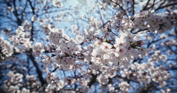 Low, Slow Motion Shot Under Spring Cherry Blossom Branches Against Blue Sky In Hiroshima, Japan