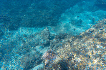Obraz premium Green sea turtle at Gili Meno Lombok island. Snorkeling with turtles. Underwater world. Blue background