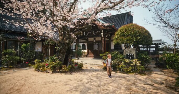 Child Walking in Old Japanese Temple Courtyard With Surrounding Spring Cherry Blossoms