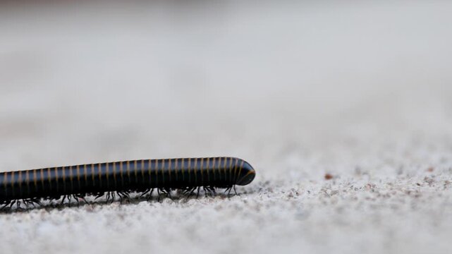 Diplopoda - Millipede