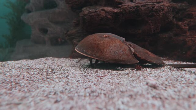Horseshoe crab crawling slowly across sandy aquarium floor in close up view.