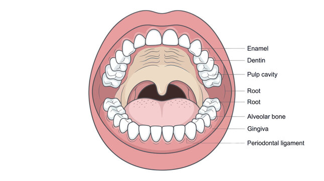 Human mouth anatomy diagram with dental structure labels
